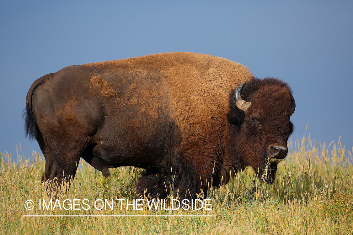 American Bison bull in habitat.