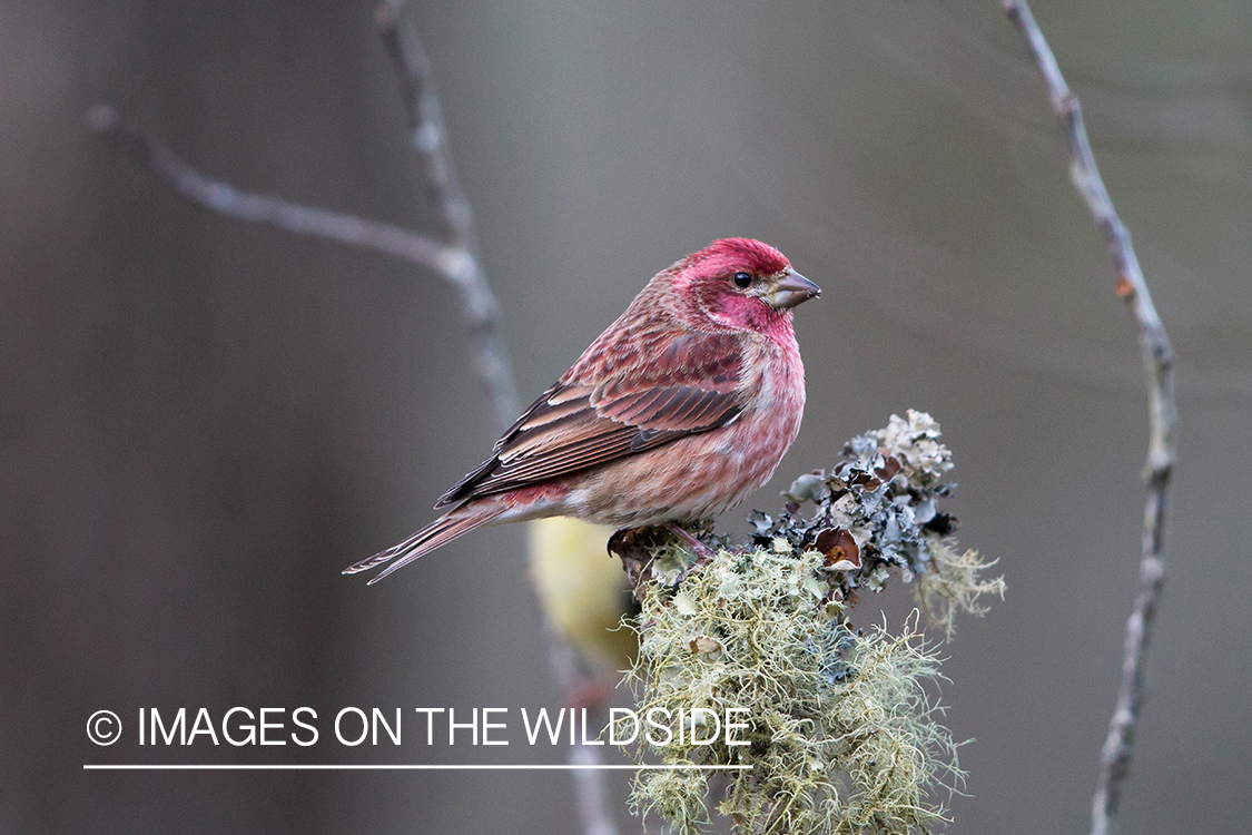 Purple finch in habitat.