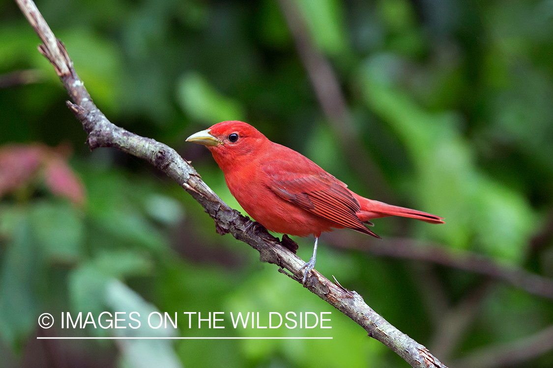 Summer Tanager on branch.