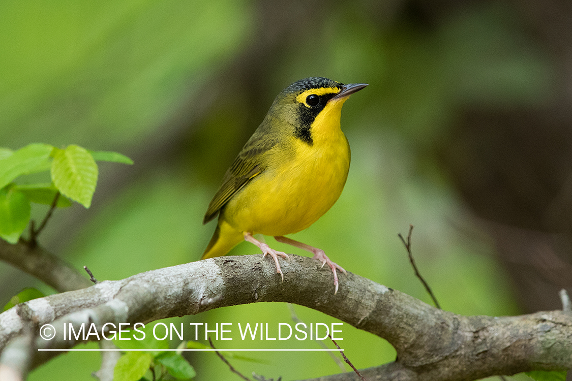 Kentucky Warbler on branch.