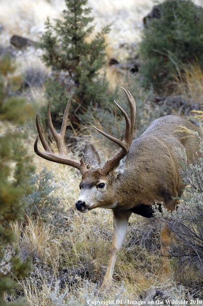 Mule buck in habitat. 