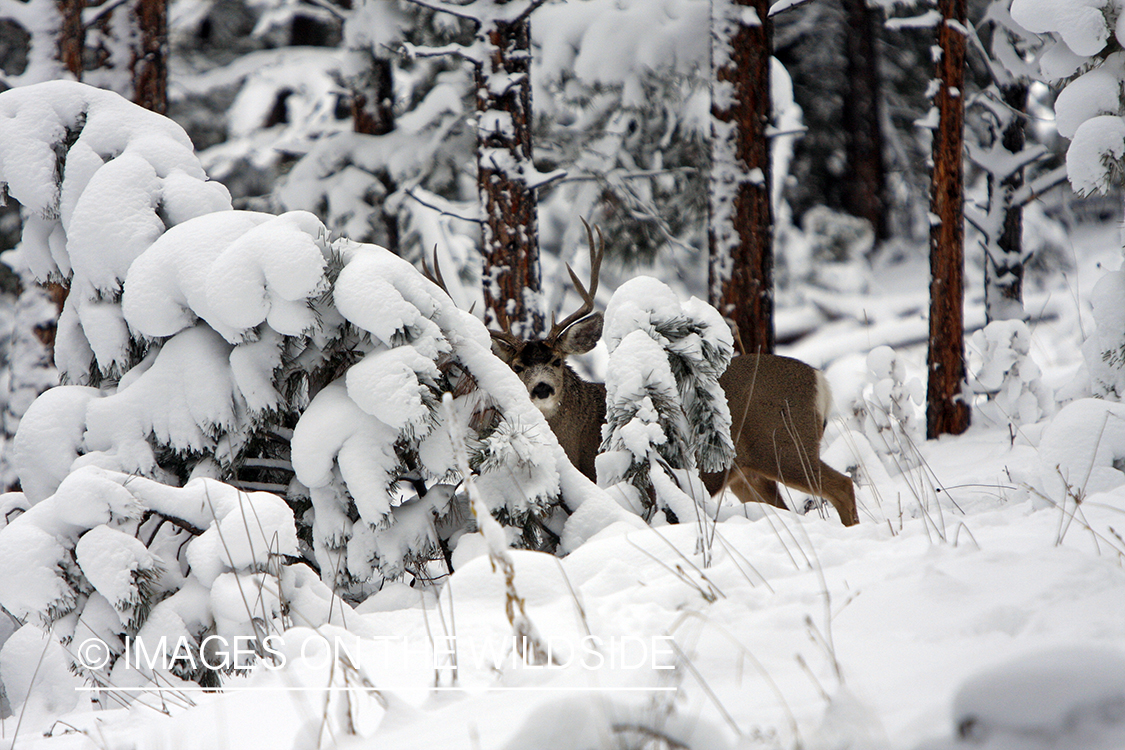 Mule deer buck in heavy cover.