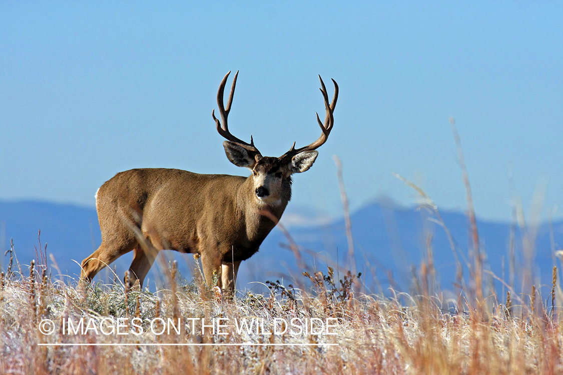 Mule deer buck in habitat. 