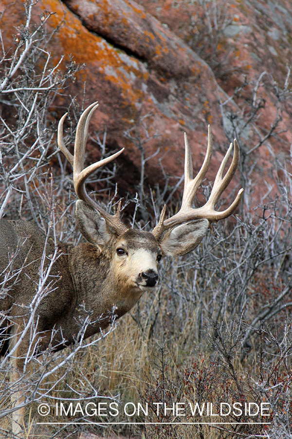 Mule Deer buck in habitat.