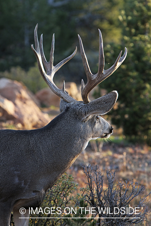 Mule deer buck in habitat.