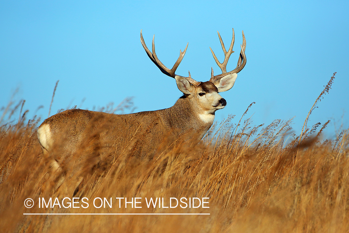 Mule deer buck in field.