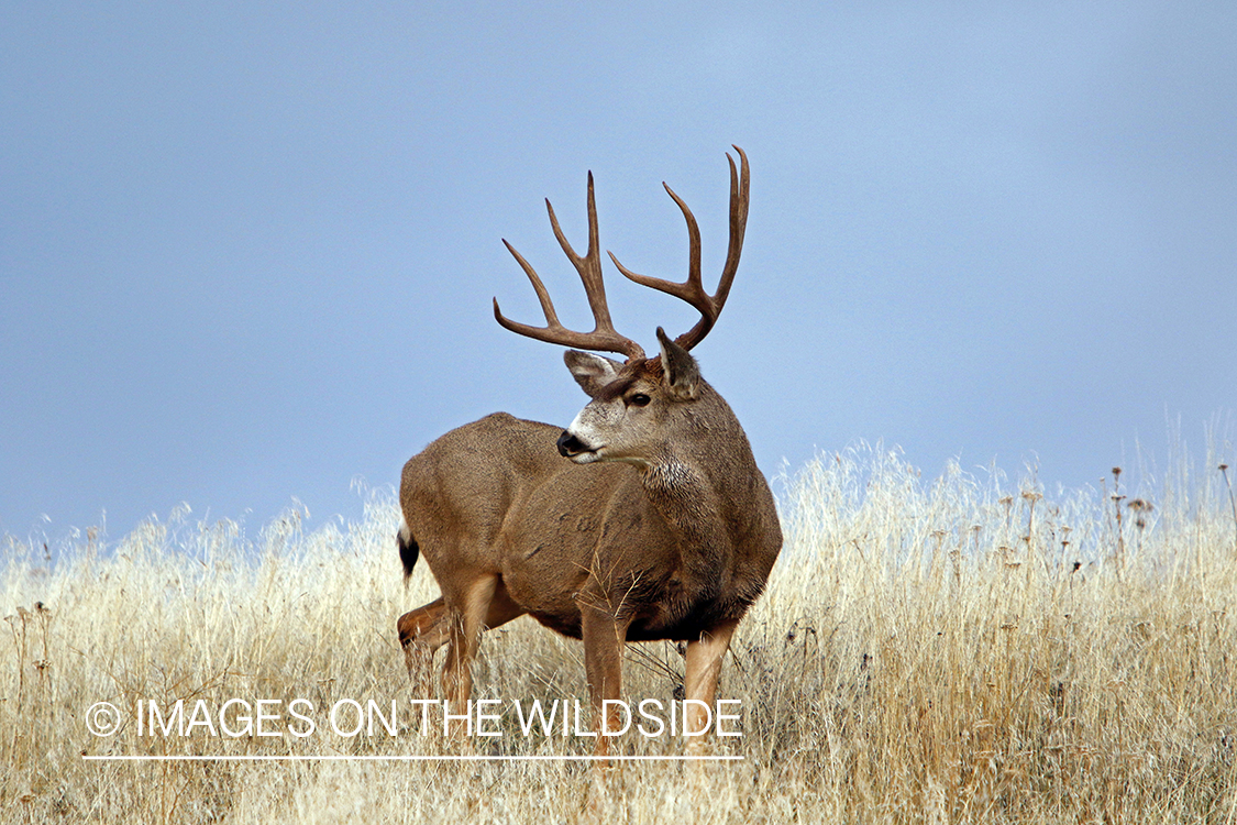 Mule deer buck in field.