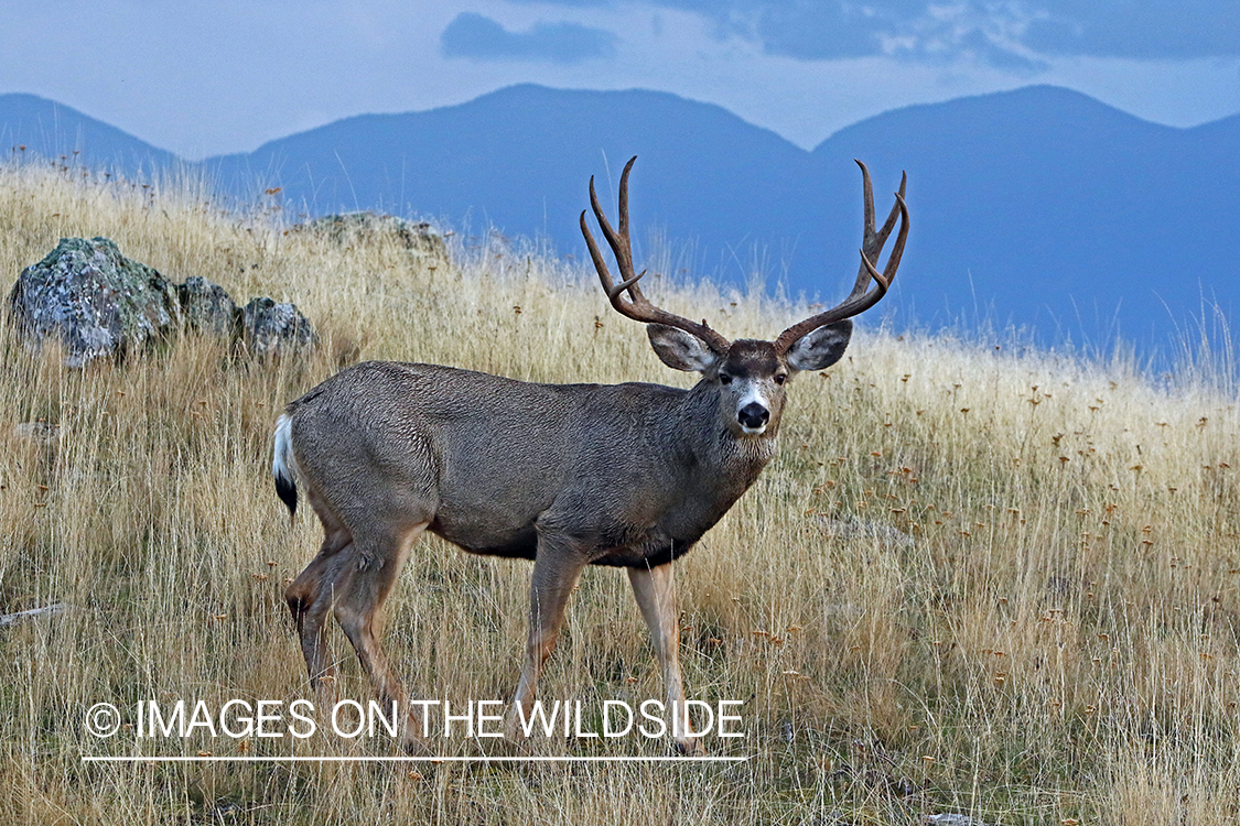 Mule deer buck in field.