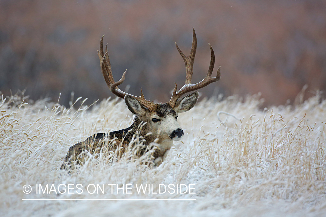 Mule deer buck in winter field.