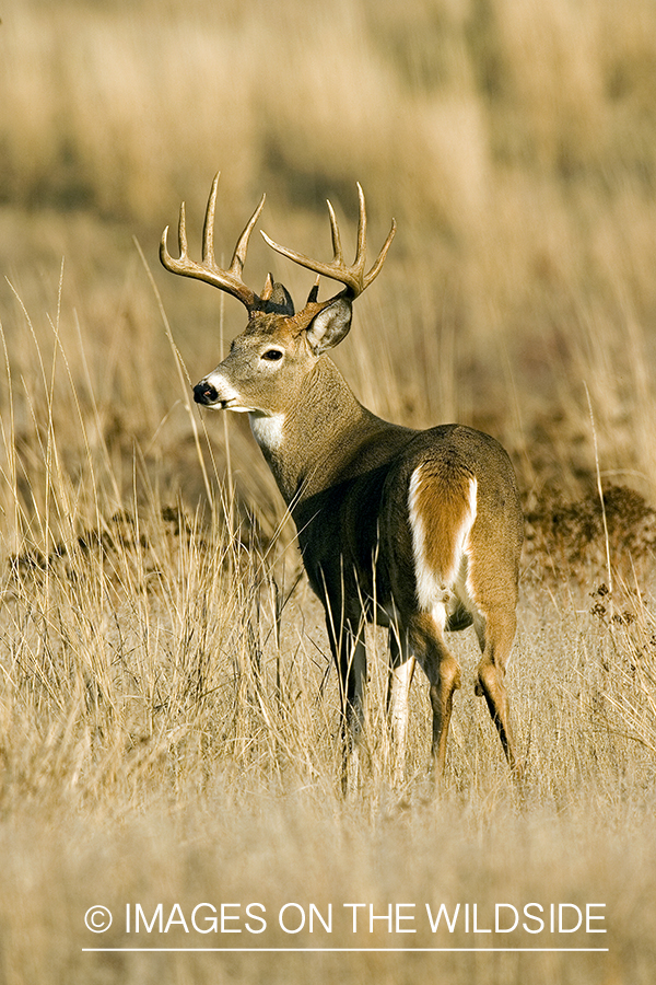 White-tailed buck.