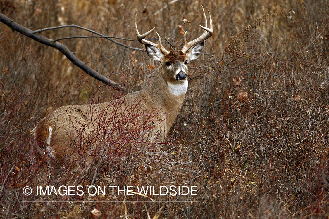 Whitetail Buck