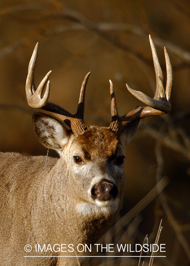 Whitetail Buck in Rut