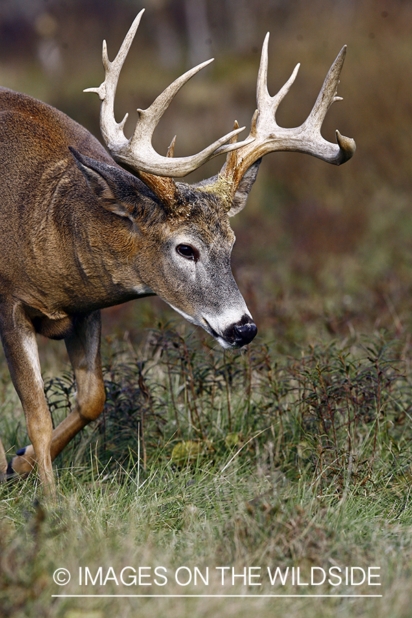 Whitetail buck in habitat