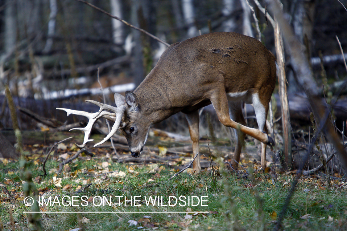 Whitetail buck displaying rutting behavior