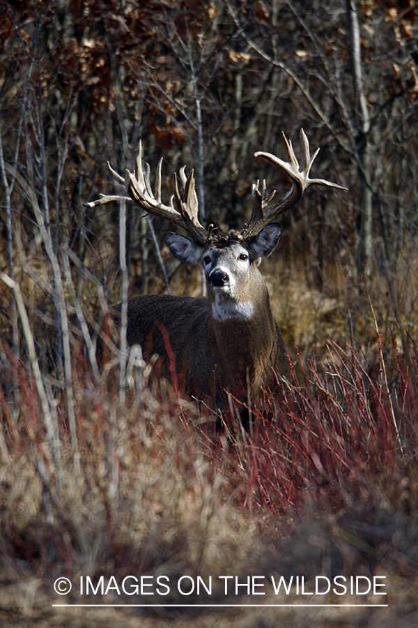 Whitetail buck in habitat.