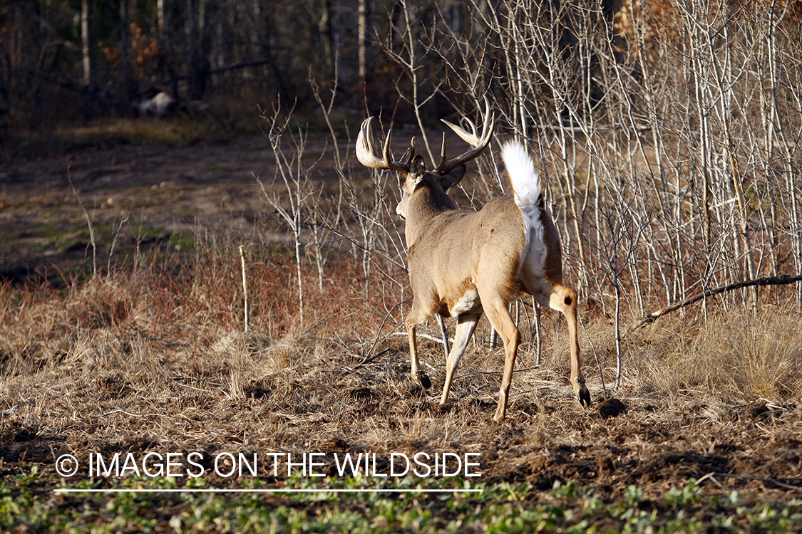 Whitetail buck in habitat.