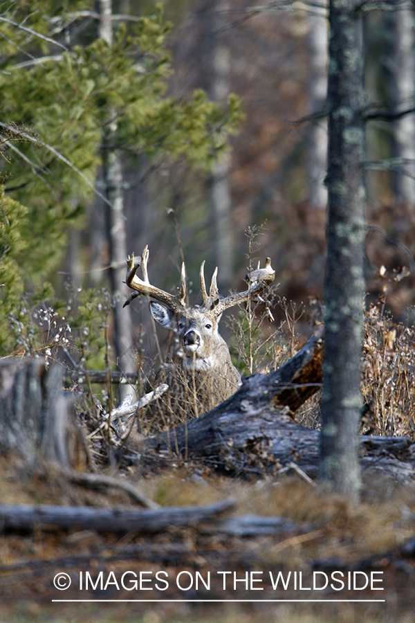 Whitetail buck in habitat.