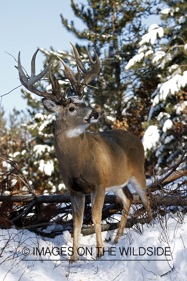 White-tailed buck in habitat.