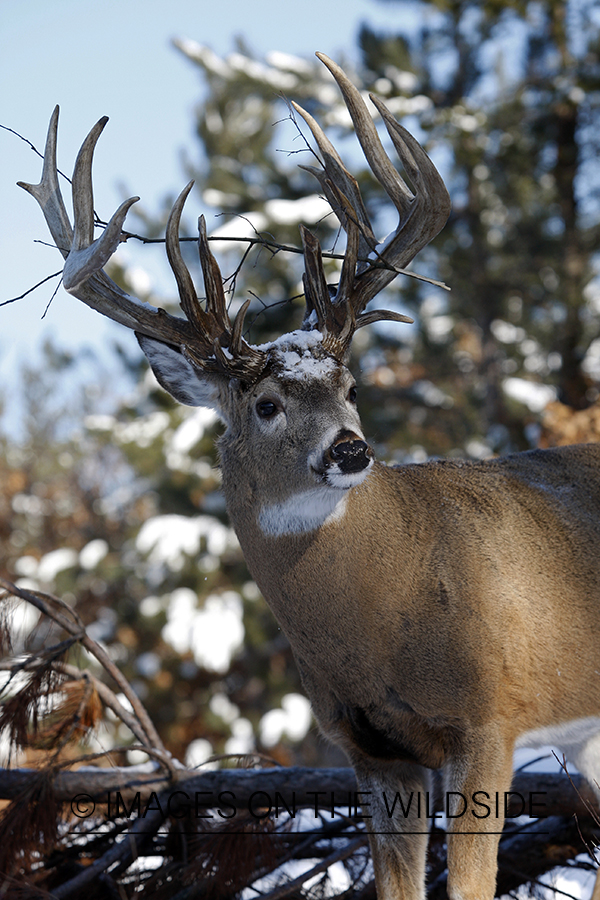 White-tailed buck in habitat.