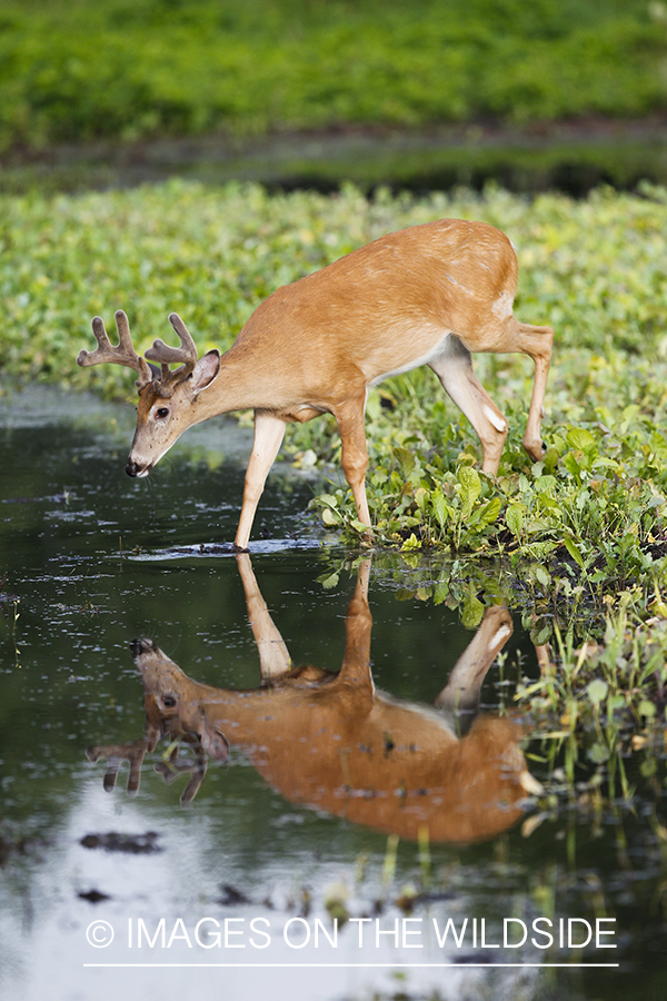 Whie-tailed deer apple creek