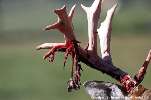 White-tailed buck horns in the velvet