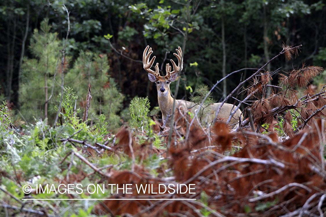 White-tailed buck in velvet 