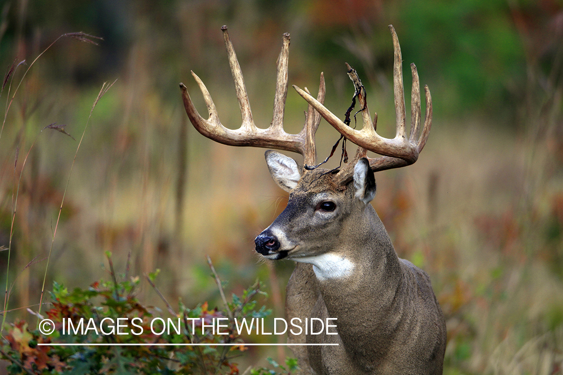 White-tailed buck in habitat. *