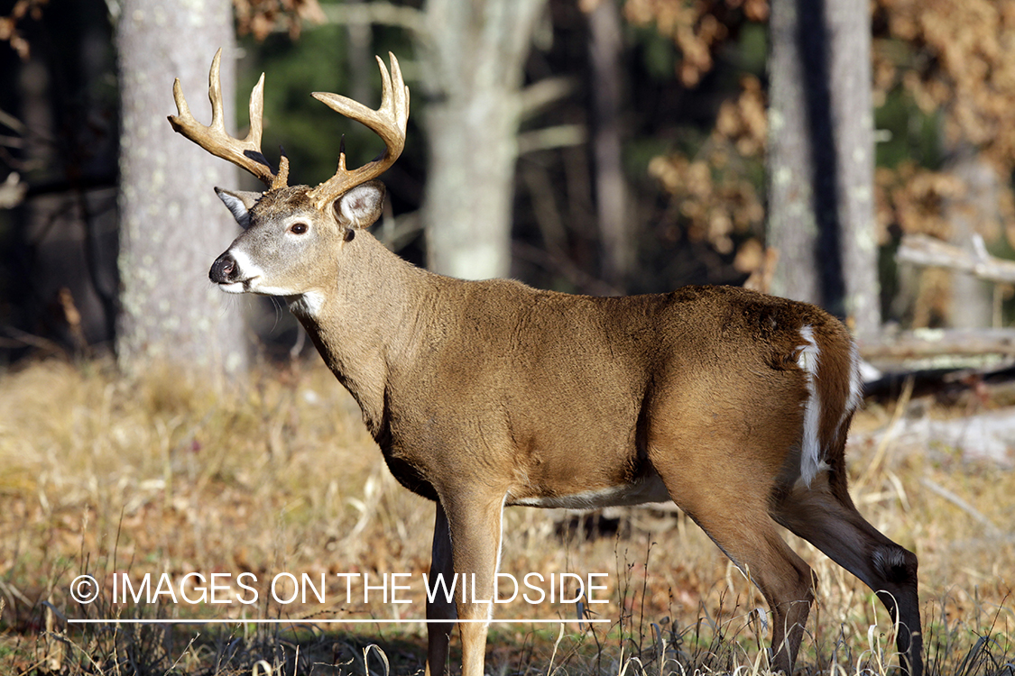 White-tailed buck in habitat. *