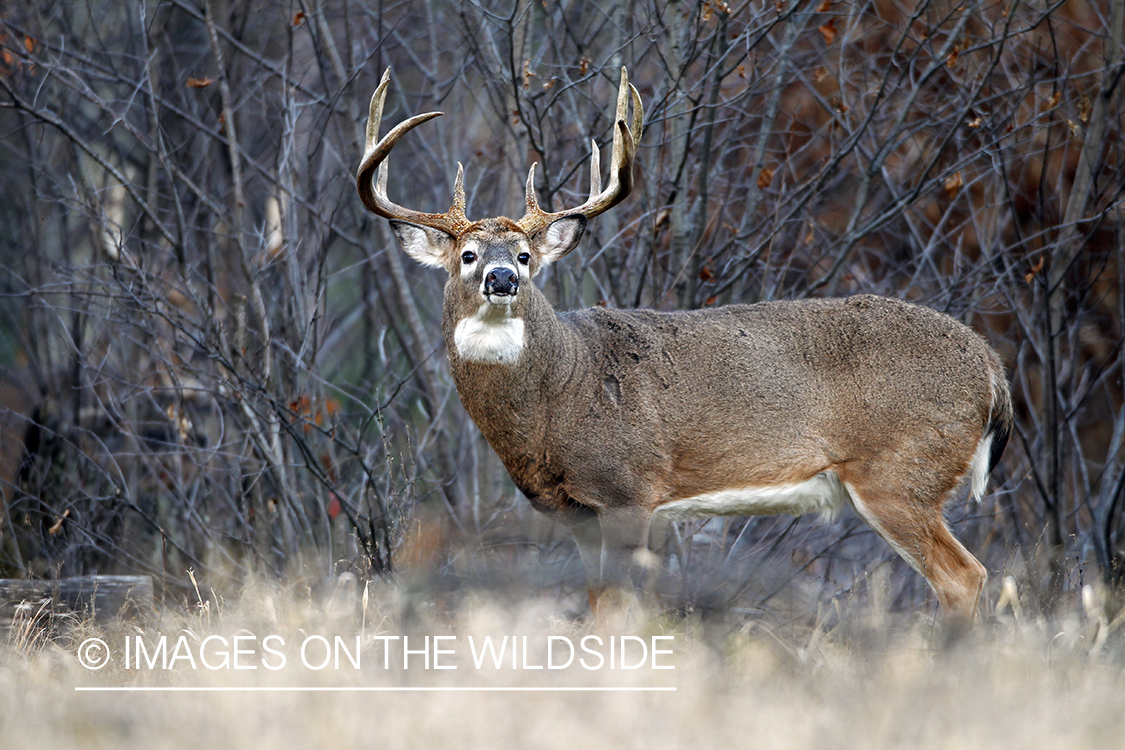 White-tailed buck in habitat. *