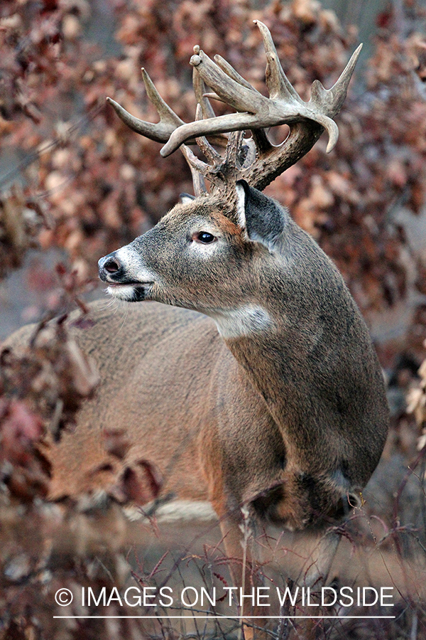 White-tailed buck in habitat. 