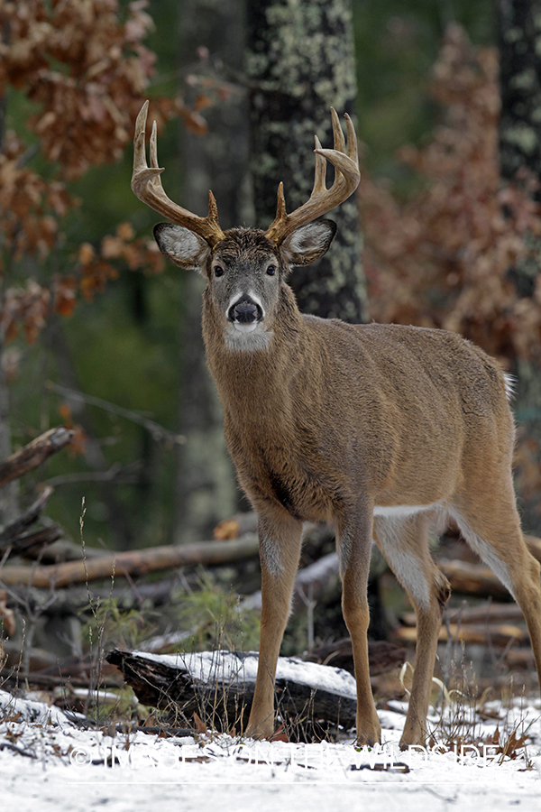 White-tailed buck in habitat. *