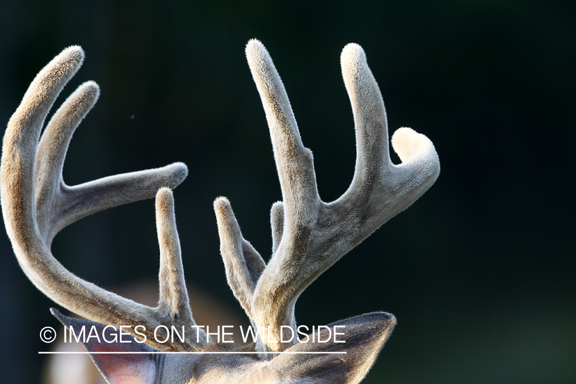 White-tailed buck's antlers in velvet. 