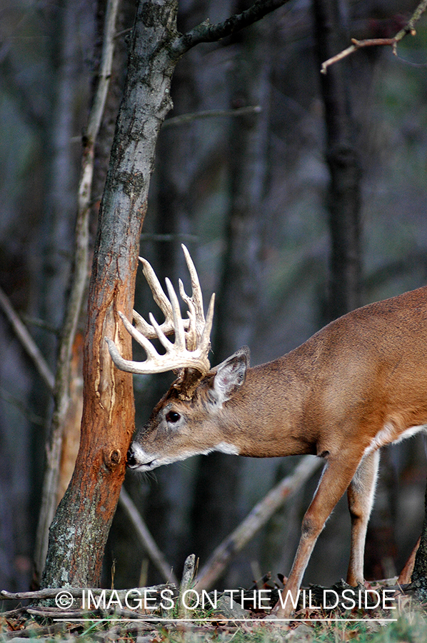 White-tailed buck rubbing tree. 