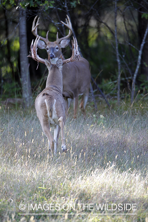 White-tailed buck shedding velvet.  