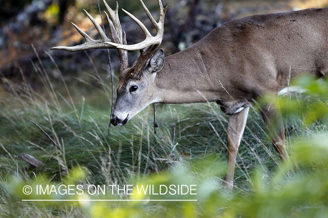 White-tailed buck in habitat. 