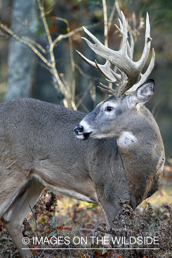 White-tailed buck in habitat. 