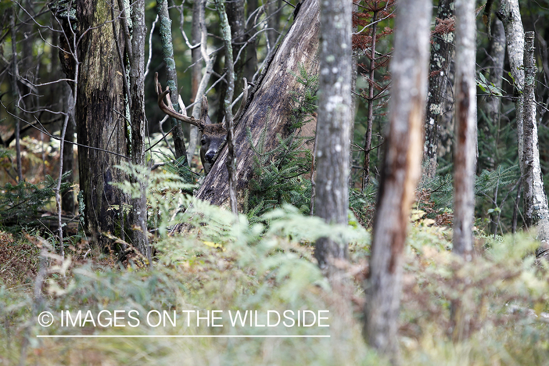 White-tailed buck in habitat. 