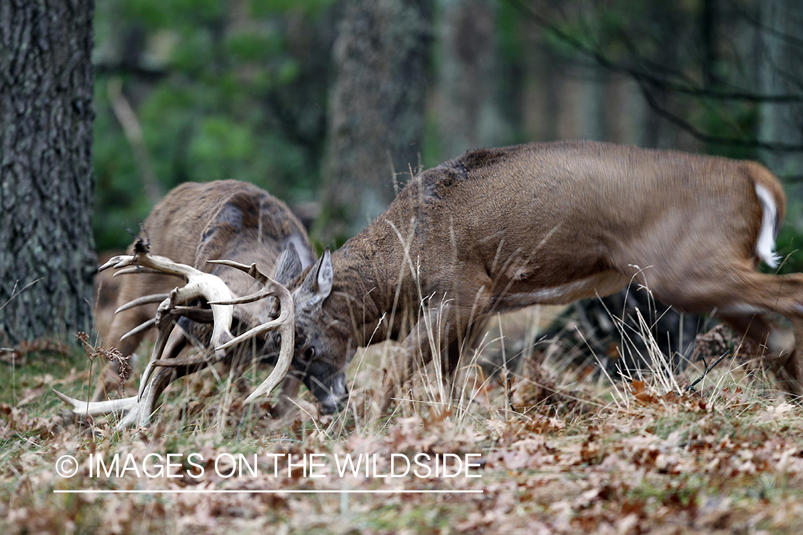 White-tailed bucks fighting. 