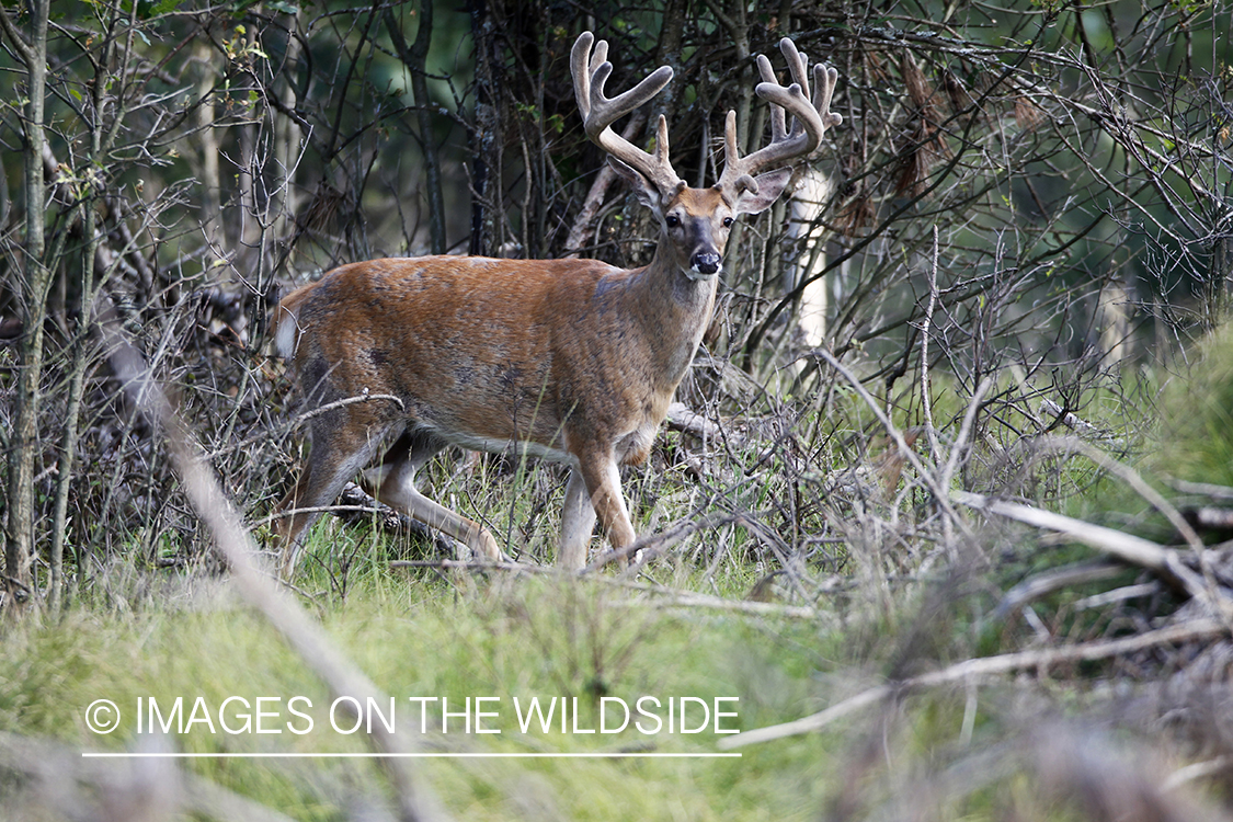 White-tailed buck in velvet.