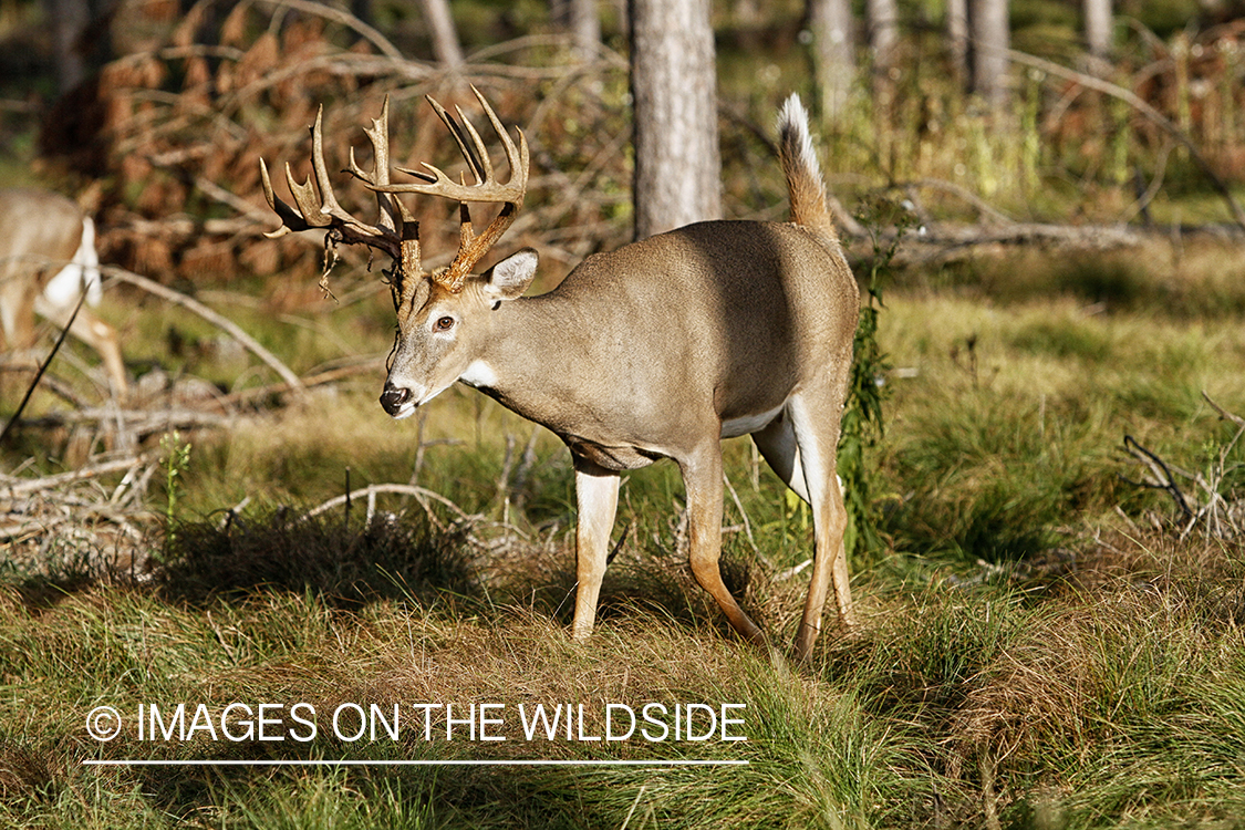 White-tailed buck shedding velvet.