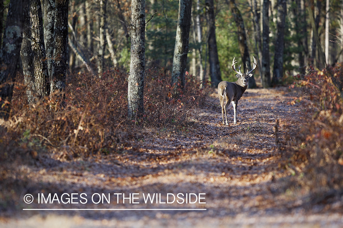 White-tailed buck in habitat.