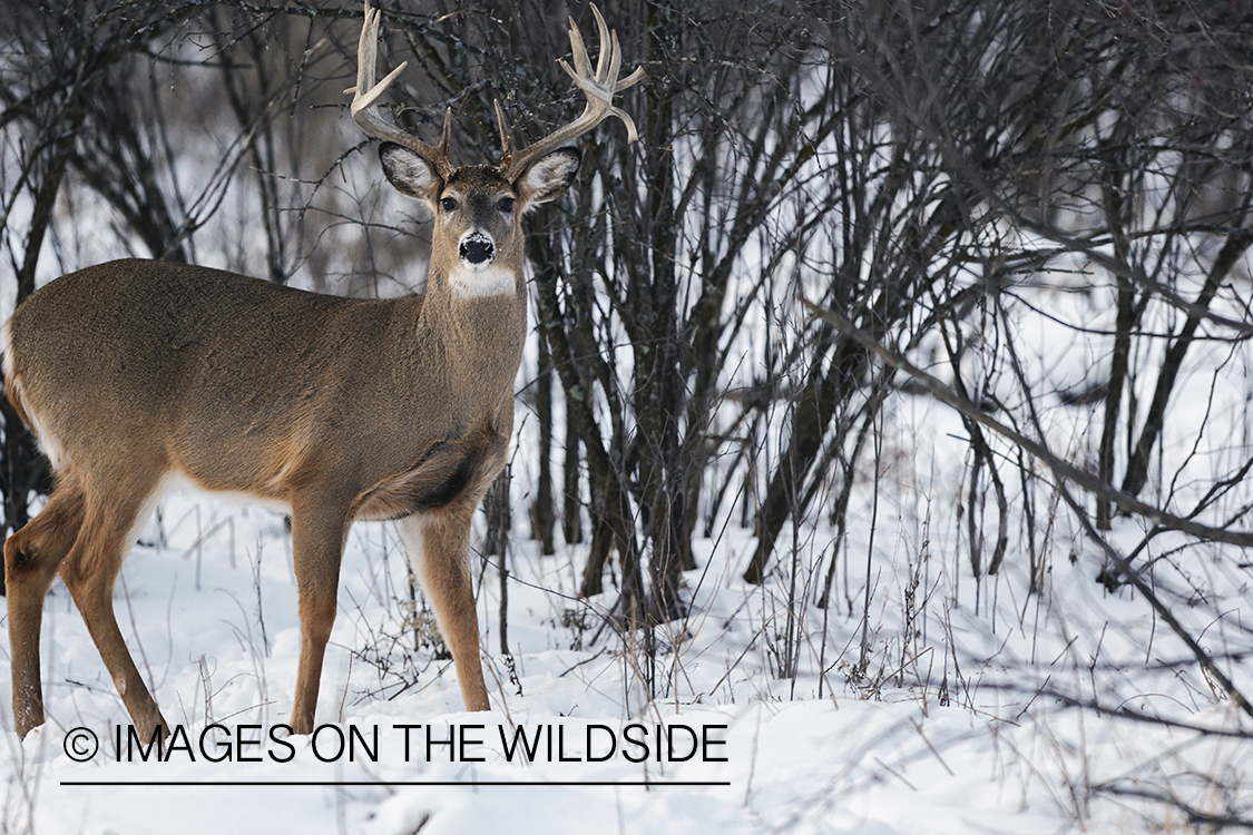 White-tailed buck in winter habitat.