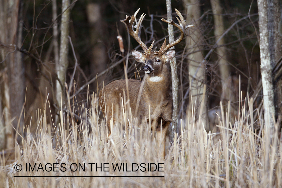 White-tailed buck in habitat.