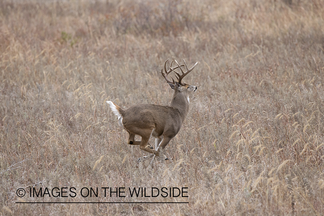 White-tailed buck running in habitat.