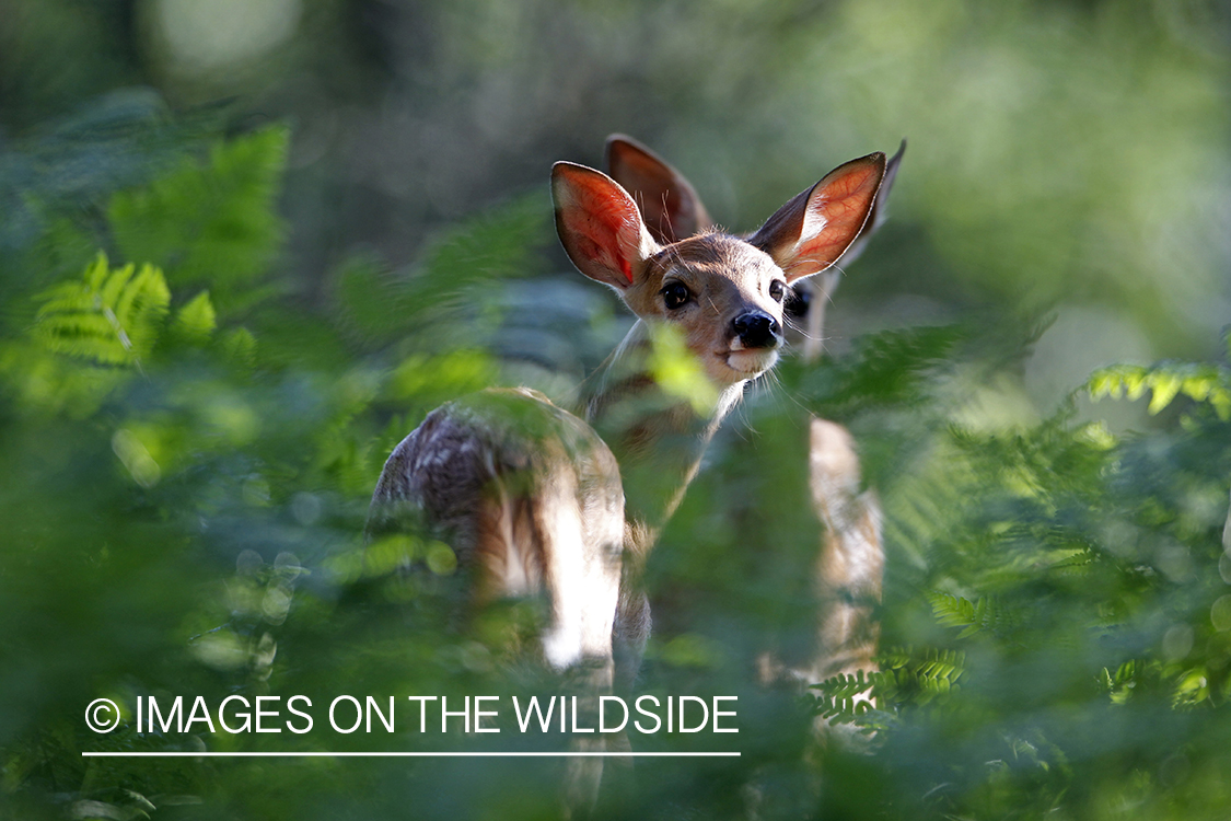 White-tailed fawn in habitat.