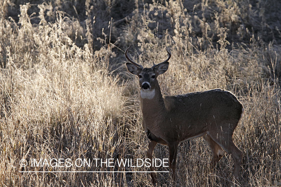 View of White-tailed buck in habitat from tree stand.