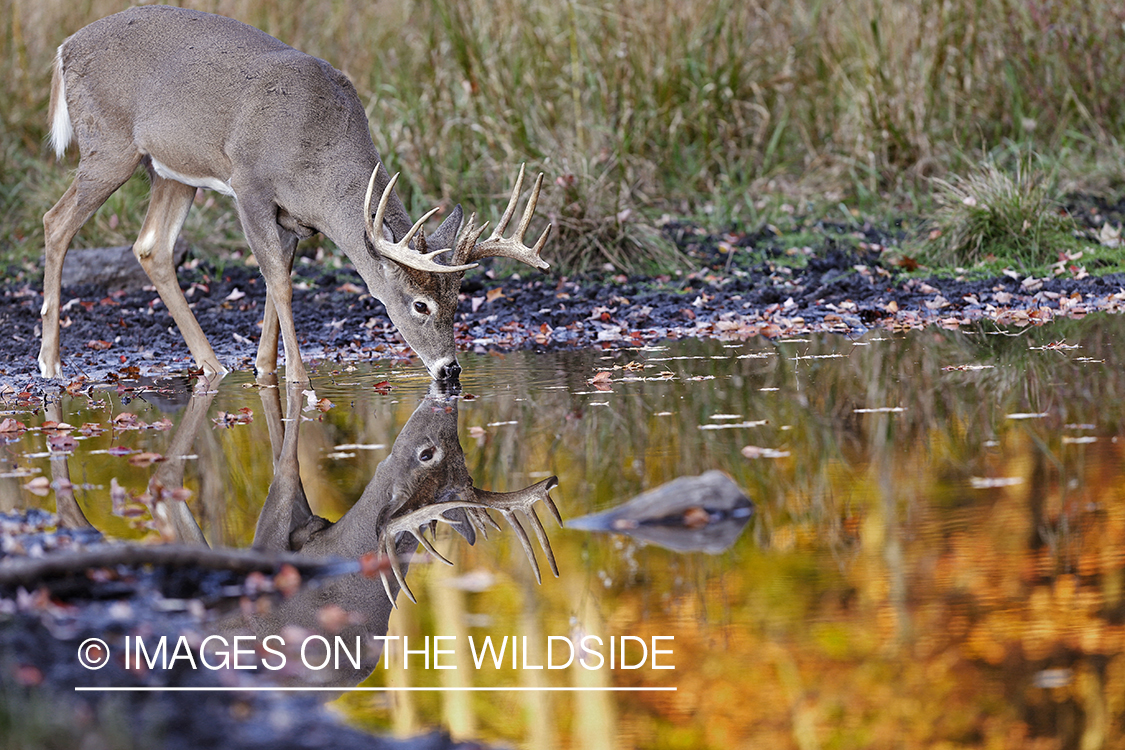 White-tailed buck in habitat.