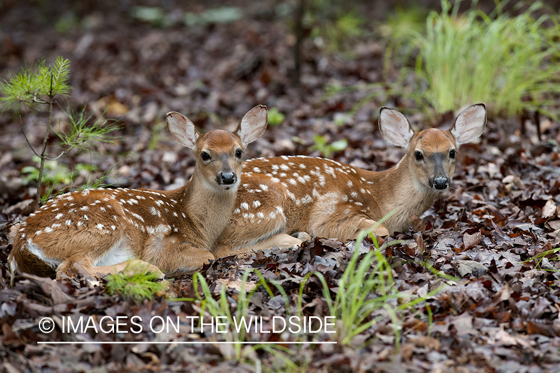 White-tailed fawns in velvet bedded down.