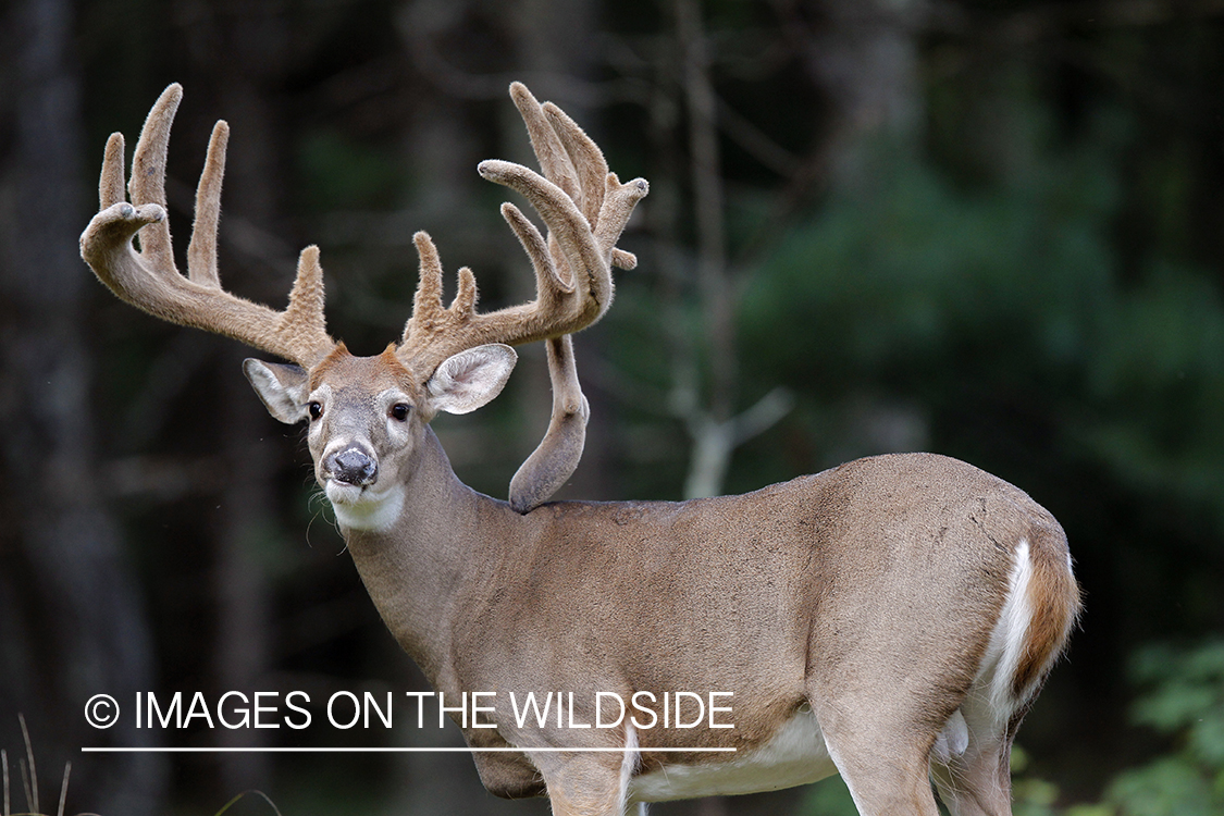 White-tailed buck in habitat.