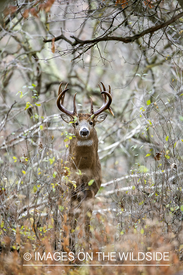 White-tailed buck in habitat.